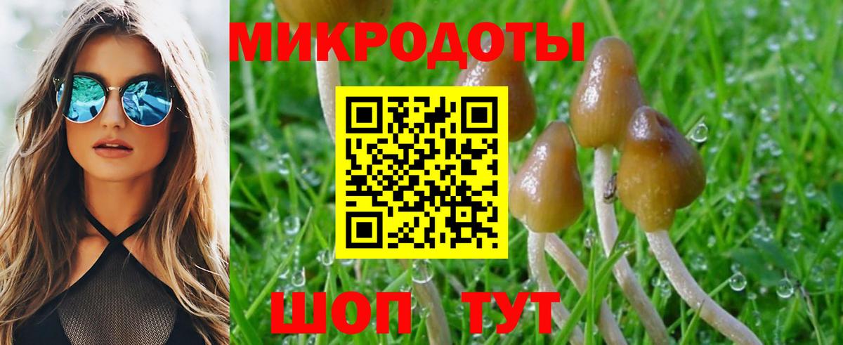 Галлюциногенные грибы Psilocybe Москва